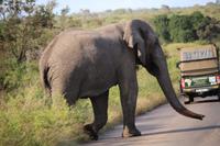 446 Safari im Krüger-Nationalpark - Elefant