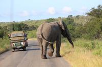 448 Safari im Krüger-Nationalpark - Elefant