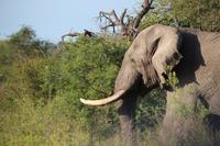450 Safari im Krüger-Nationalpark - Elefant