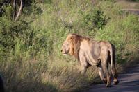 451 Safari im Krüger-Nationalpark - Löwe