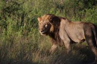 452 Safari im Krüger-Nationalpark - Löwe