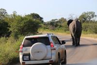 453 Safari im Krüger-Nationalpark - Elefant