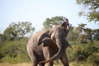 456 Safari im Krüger-Nationalpark - Elefant