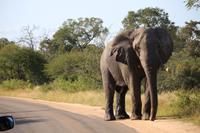 457 Safari im Krüger-Nationalpark - Elefant