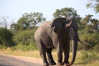 458 Safari im Krüger-Nationalpark - Elefant