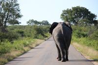 459 Safari im Krüger-Nationalpark - Elefant