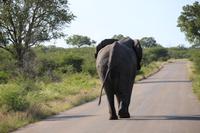 460 Safari im Krüger-Nationalpark - Elefant