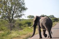 461 Safari im Krüger-Nationalpark - Elefant