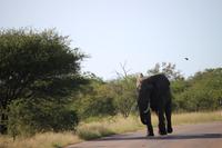 462 Safari im Krüger-Nationalpark - Elefant