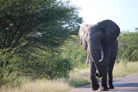 465 Safari im Krüger-Nationalpark - Elefant