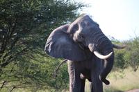 466 Safari im Krüger-Nationalpark - Elefant