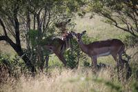 469 Safari im Krüger-Nationalpark - Impalas