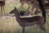470 Safari im Krüger-Nationalpark - Impalas