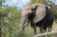 471 Safari im Krüger-Nationalpark - Elefant