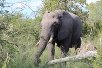 471a Safari im Krüger-Nationalpark - Elefant