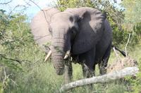 472 Safari im Krüger-Nationalpark - Elefant