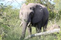 473 Safari im Krüger-Nationalpark - Elefant