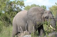 474 Safari im Krüger-Nationalpark - Elefant