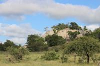 476 Safari im Krüger-Nationalpark