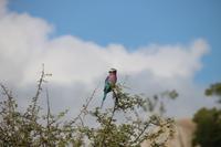 477 Safari im Krüger-Nationalpark