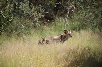 480 Safari im Krüger-Nationalpark - Afrikanischer Wildhund