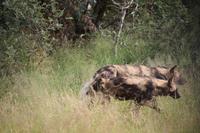 482 Safari im Krüger-Nationalpark - Afrikanischer Wildhund