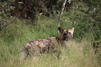 483 Safari im Krüger-Nationalpark - Afrikanischer Wildhund