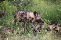 484 Safari im Krüger-Nationalpark - Afrikanischer Wildhund