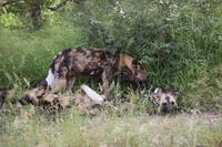 485 Safari im Krüger-Nationalpark - Afrikanischer Wildhund