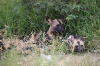 486 Safari im Krüger-Nationalpark - Afrikanischer Wildhund
