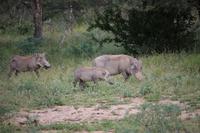 487 Safari im Krüger-Nationalpark - Warzenschwein