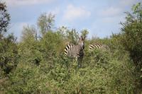 489 Safari im Krüger-Nationalpark - Zebra