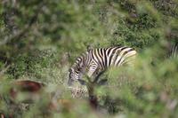 492 Safari im Krüger-Nationalpark - Zebra
