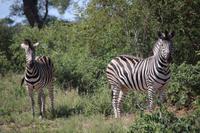 494 Safari im Krüger-Nationalpark - Zebra
