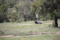 495 Safari im Krüger-Nationalpark - Büffel