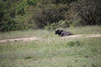 496 Safari im Krüger-Nationalpark - Büfel