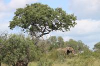 497 Safari im Krüger-Nationalpark - Elefant