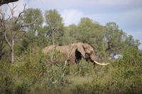 498 Safari im Krüger-Nationalpark - Elefant