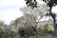 499 Safari im Krüger-Nationalpark - Elefant
