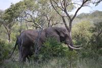 500 Safari im Krüger-Nationalpark - Elefant