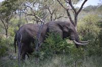501 Safari im Krüger-Nationalpark - Elefant