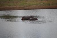 503 Safari im Krüger-Nationalpark - Flusspferd