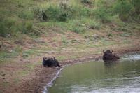 504 Safari im Krüger-Nationalpark - Büffel
