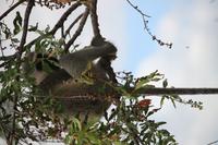 505 Safari im Krüger-Nationalpark - Affe