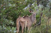506 Safari im Krüger-Nationalpark - Nyala