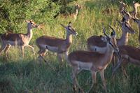 509 Safari im Krüger-Nationalpark - Impalas