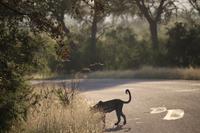 510 Safari im Krüger-Nationalpark - Leopard