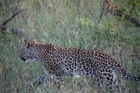 511 Safari im Krüger-Nationalpark - Leopard