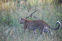 512 Safari im Krüger-Nationalpark - Leopard