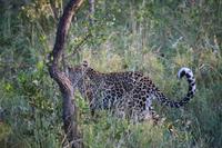 514 Safari im Krüger-Nationalpark - Leopard